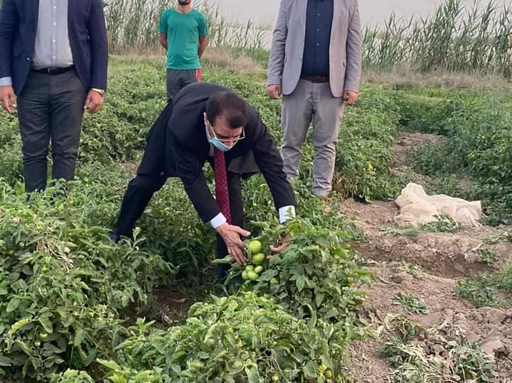 وزير الزراعة يزور المناطق الزراعية في اليوسفية ويطلع على إنتاج محاصيل الطماطة والبطاطا والفلفل