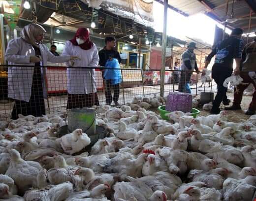 إبادة أكثر من 13 ألف دجاجة .. لإحتواء بؤرتين بإنفلونزا الطيور في العراق