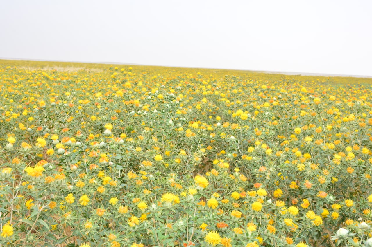 نجاح تجربة زراعة محصول العصفر في العراق