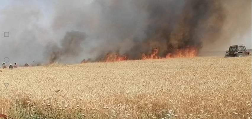 الدفاع المدني تخمد حريقاً اندلع في 150 دونماً من محصول الحنطة في الديوانية.. صور