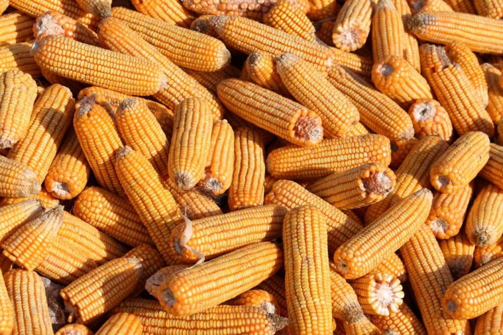 وزارة الزراعة تباشر بصرف مستحقات الفلاحين لمحصولي الذرة الصفراء لعام ٢٠٢١ و بذور الرتب العليا لمحصول الحنطة لعام ٢٠٢٠