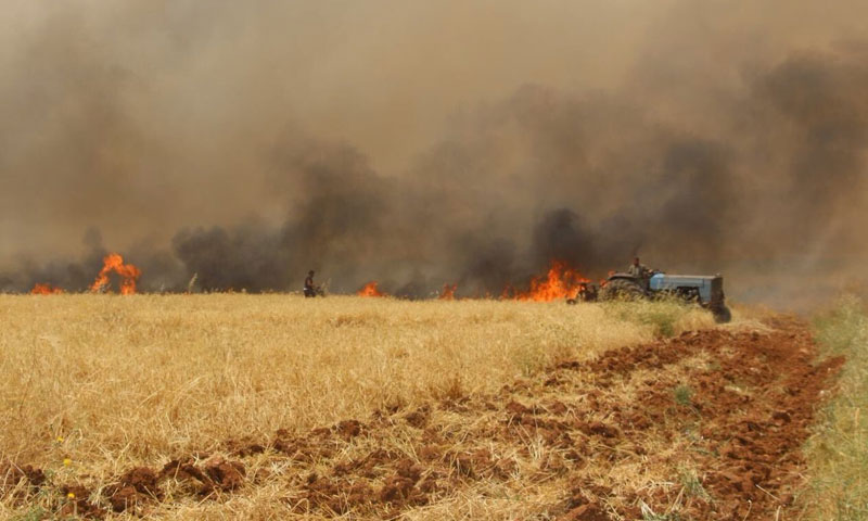 الزراعة النيابية: حرائق المحاصيل مفتعلة لضرب المنتج المحلي