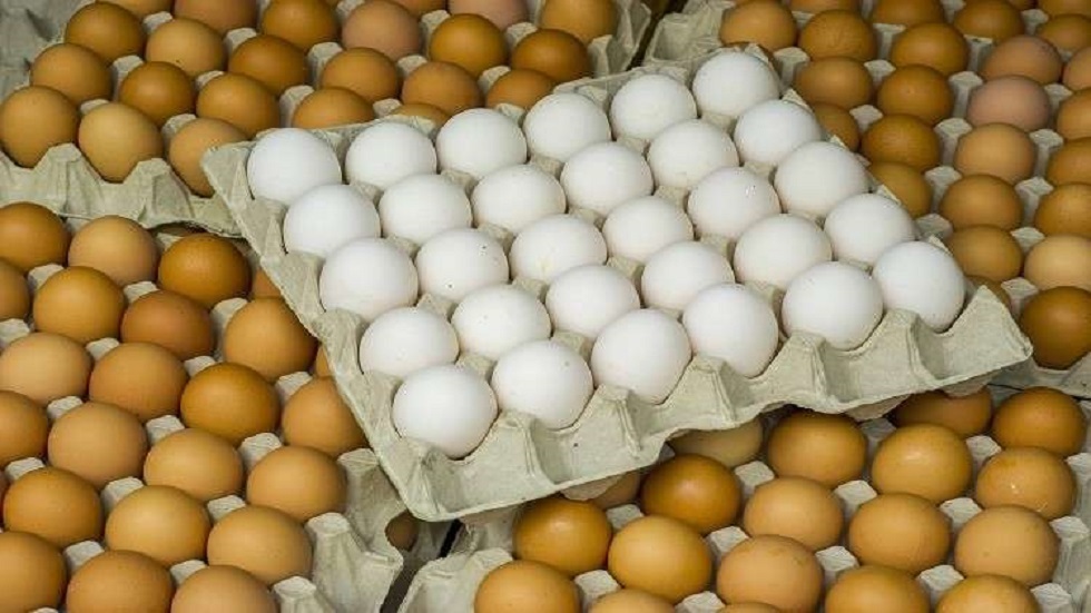 الزراعة تلوح بإعادة فتح استيراد البيض والدواجن بحال استمرار ارتفاع الأسعار