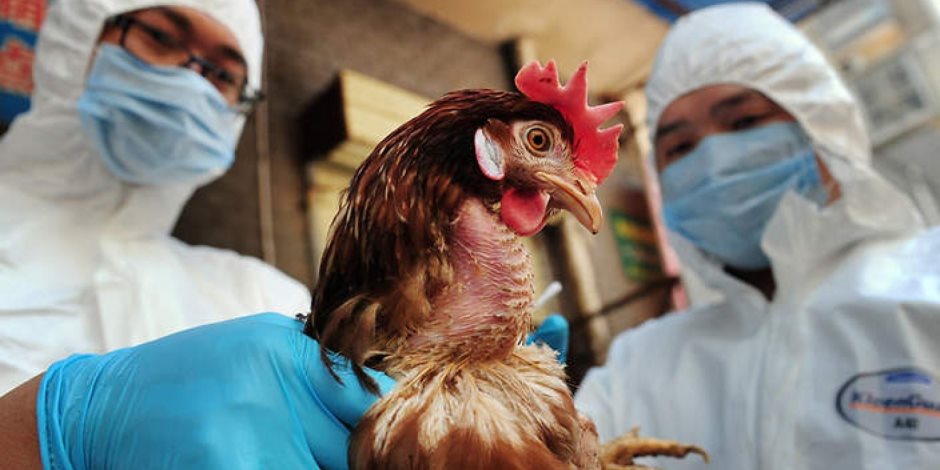 الزراعة تعلن احتواء فيروس انفلونزا الطيور في البصرة
