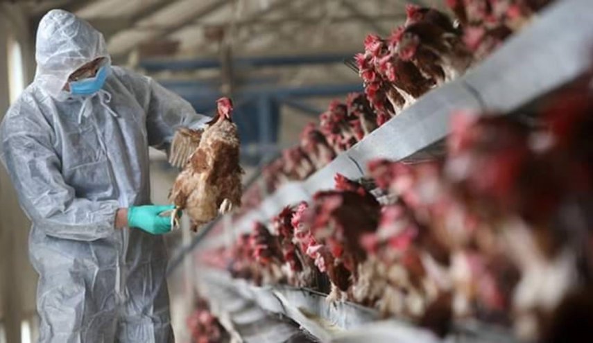 الزراعة تعلن المصادقة على استيراد لقاح لأنفلونزا الطيور