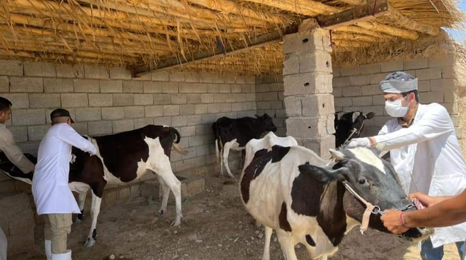 وزارة الزراعة.. البيطرة تطلق حملة تلقيح مجانية للأبقار والجاموس ضد مرض الحمى القلاعية لتحصينها من الأمراض
