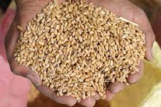 التجارة: لا صحة لشراء 3 ملايين طن من القمح في موسم الحصاد
