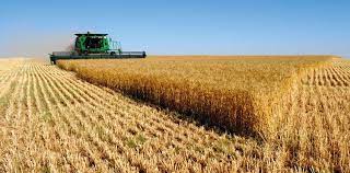 الزراعة تضع أربعة حلول للحفاظ على المحاصيل من التلف