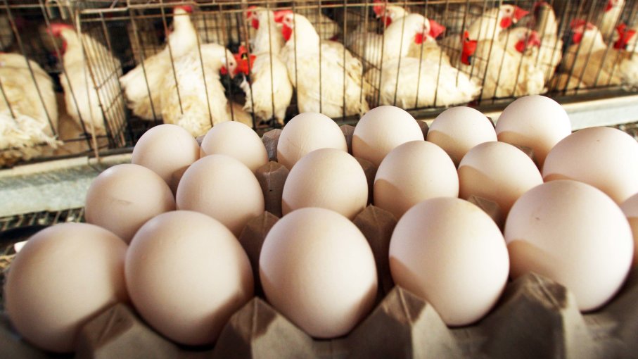 الزراعة توصي بتوريد البيض والدجاج من كردستان بسبب؟