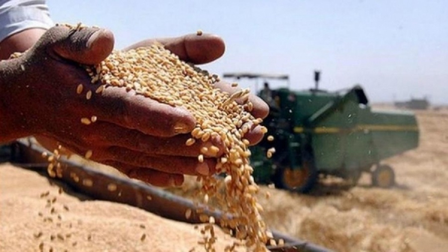 حبوب صلاح الدين:تحقق فائض بانتاج الحنطة يقدر بـ165الف طن