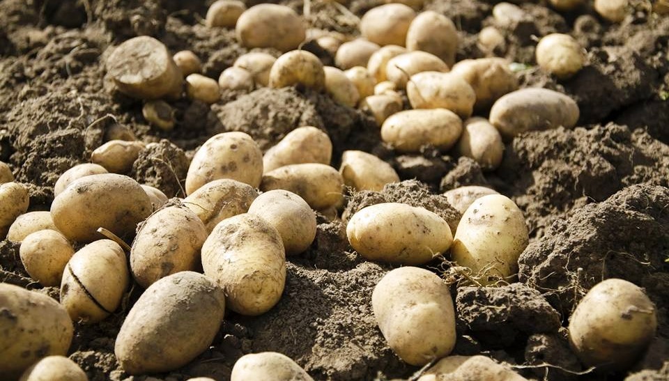 العراق يؤكد زيادة انتاج البطاطا وامكانية تصديرها