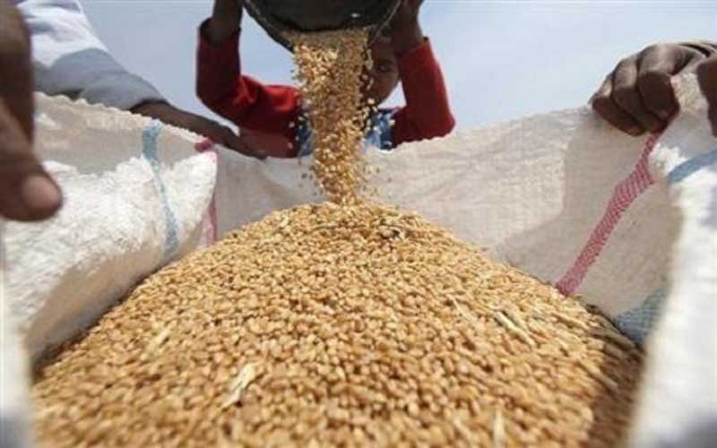 التجارة: 250 مليار دفعة جديدة لمسوقي الحنطة لهذا العام