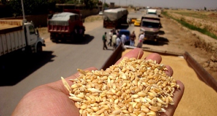 الشركة العامة لتجارة الحبوب تعلن اجمالي كميات الحنطة المسوقة لمخازنها