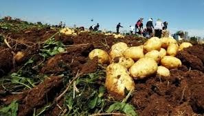 وزارة الزراعة تدعو الاجهزة الامنية في المنافذ الحدودية الى منع دخول البطاطا لوفرتها محليا