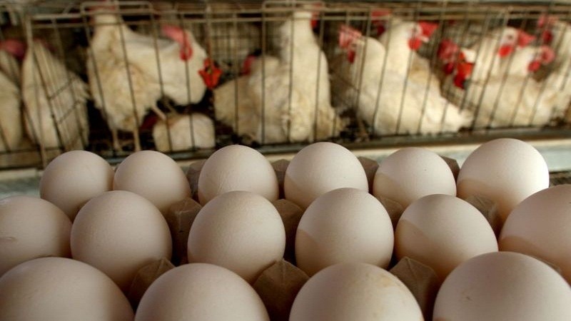 الزراعة تتخذ اجراءات للسيطرة على ارتفاع البيض والدجاج
