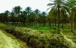 الزراعة تفصح عن تفاصيل عقد سيوقع مع السعودية لحل مشكلة شح المياه