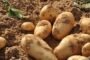الزراعة تؤكد تهيئة كافة مستلزمات فحص “تقاوي” البطاطا