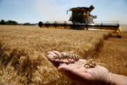 العراق يطرح مناقصة لشراء نصف مليون طن من القمح لسد العجز المتوقع