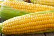 وزارة الزراعة تعلن استلام محصول الذرة الصفراء من الفلاحين