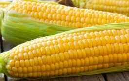 وزارة الزراعة تعلن استلام محصول الذرة الصفراء من الفلاحين