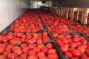 الزراعة: وصول انتاج محصول الطماطم الى اكثر من 160 طناَ في البصرة