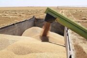 التجارة تطلق وجبة جديدة من مادة الحنطة في 5 محافظات