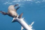 في ظاهرة نادرة جدا.. رصد حيوان يفترس أسماك القرش بنيوزيلندا