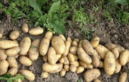 لوفرتها محليا.. الزراعة تدعو حكومة الاقليم للتراجع عن قرار فتح استيراد البطاطا