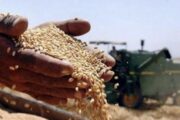 الزراعة تكشف عن مخاوفها بشأن محصول الحنطة وتؤكد رفع الدعم الحكومي للسماد