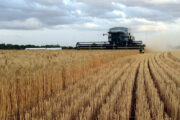 الديوانية تعلن قرب حصاد 270 الف طن من محصول الحنطة 