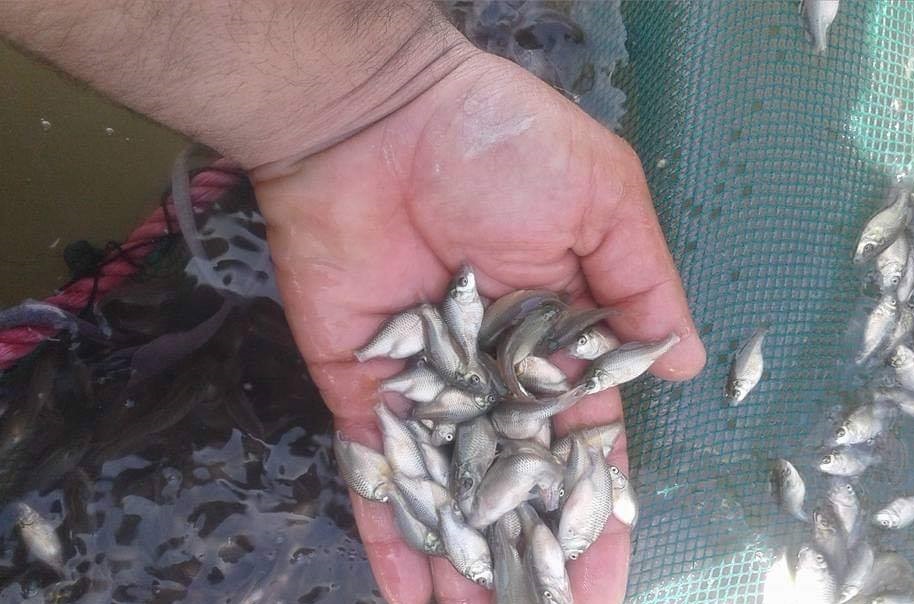 شرطة واسط تضبط مواد للصيد الجائر للاسماك اثتاء موسم التكاثر 