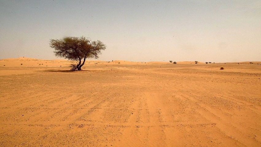 أمانة مجلس الوزراء تعلن مبادرة وطنية لزراعة المناطق والمواقع الصحراوية 