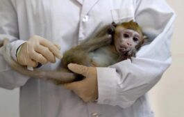 رصد أول إصابة بفيروس مصدره القرود.. مرض نادر بلا لقاح 
