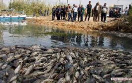 نفوق كميات كبيرة من الأسماك إثر تسمم مياه المصب العام في الديوانية￼