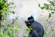 الصحة العالمية تعلن عن ظهور حالات مؤكدة بجدري القردة في 5 بلدان شرق المتوسط 