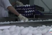 تحقيق تلفزيوني عن شركة دهوك الزراعية لانتاج بيض المائدة
