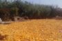 الزراعة تؤكد استمرارها باستلام محصول الذرة الصفراء من المزارعين وتجهيزها الحبوب العلفية لمنتجي الدواجن