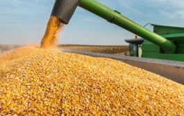 وزارة الزراعة تطلق تجهيز حبوب الذرة الصفراء لمنتجي الدواجن من موقعي الكوت والعزيزية