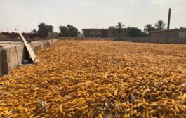الشركة العراقية لانتاج البذور تواصل عمليات استلام محصول الذرة الصفراء