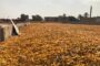الشركة العراقية لانتاج البذور تواصل عمليات استلام محصول الذرة الصفراء