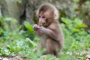 علماء ينجحون بزرع غرسات مطبوعة في القرود
