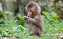 علماء ينجحون بزرع غرسات مطبوعة في القرود