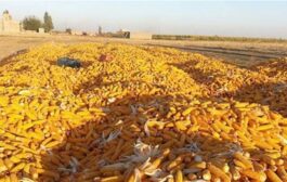الزراعة تفتح نافذة جديدة لاستيعاب الكميات المنتجة من محصول الذرة الصفراء في كركوك