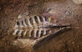اكتشاف آخر وجبة تناولها ديناصور قبل 120 مليون عاما