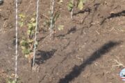 بالفيديو: نجاح تجربة تثبيت رطوبة التربة من قبل شركة بوز التجارية في اربيل
