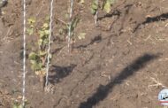 بالفيديو: نجاح تجربة تثبيت رطوبة التربة من قبل شركة بوز التجارية في اربيل